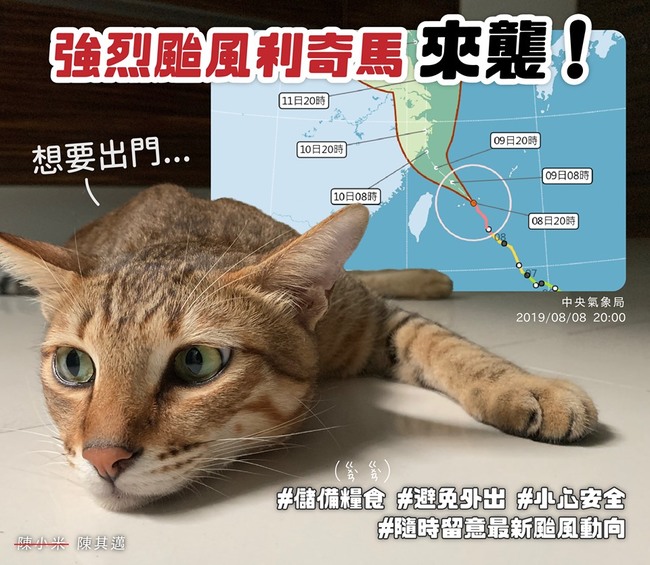深夜曬憂鬱貓 陳其邁：避免外出、小心安全 | 華視新聞