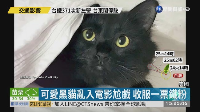 可愛黑貓亂入電影尬戲 收服一票鐵粉 | 華視新聞