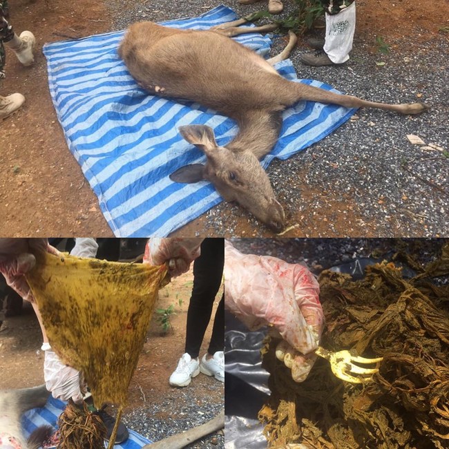 泰國家公園小鹿餓死 屍體解剖後讓人超心酸 | 華視新聞