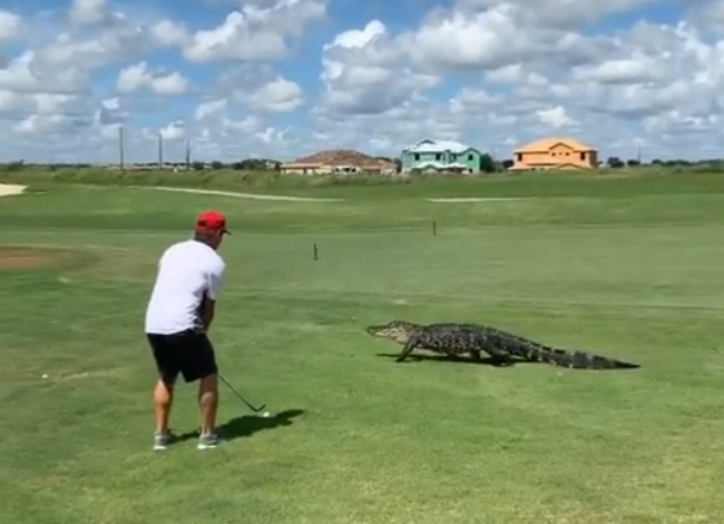 沒在怕! 鱷魚路過高爾夫球場 男子淡定揮桿 | 華視新聞
