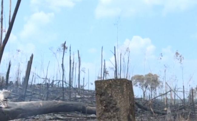 亞馬遜雨林燒掉80萬公頃 巴西官方出動軍機滅火 | 華視新聞