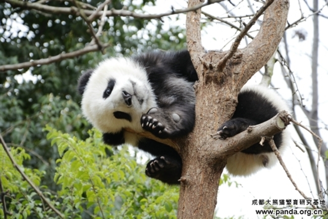 熊貓淪美中貿易犧牲品？數月內恐被迫返中國 | 華視新聞