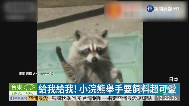 可愛浣熊舉手討飼料 吃超胖站不直 | 華視新聞