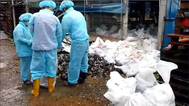 台灣首例！高雄旗山鴨場驗出H5N5禽流感 | 華視新聞