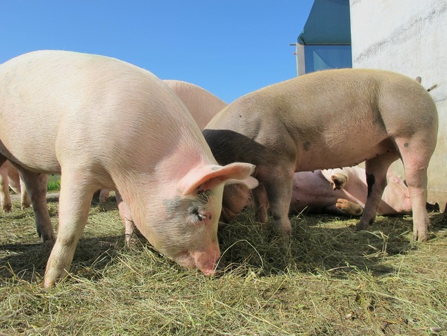 爆發首例非洲豬瘟！南韓政府下達「全國家畜禁運令」 | 華視新聞