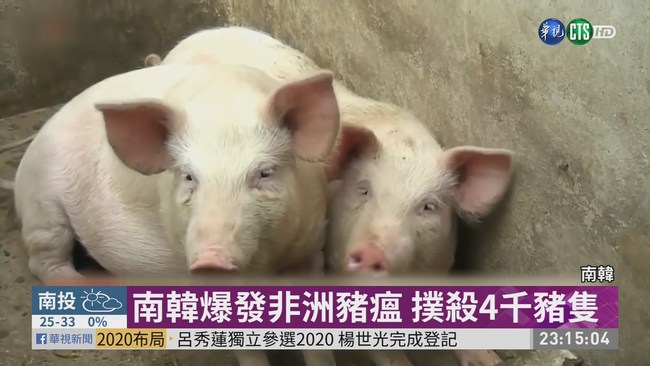 南韓爆豬瘟 攜肉品入境重罰20萬 | 華視新聞