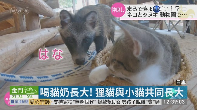 母貓照顧小狸貓 日動物公園大明星 | 華視新聞