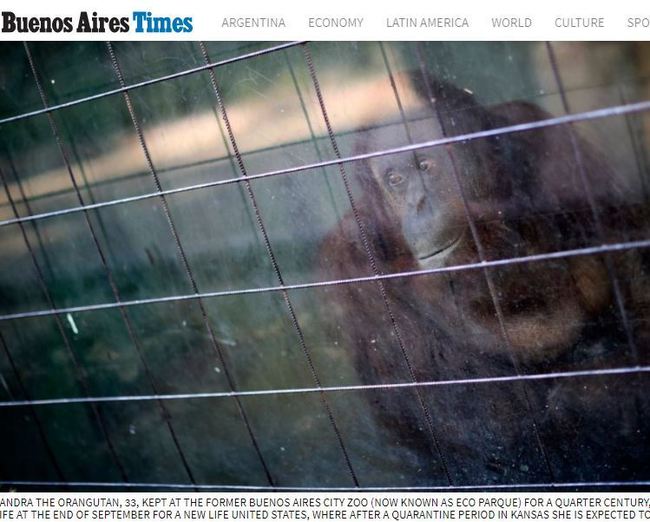 不再孤單! "非法拘留"紅毛猩猩終被阿根廷動物園釋放 | 華視新聞