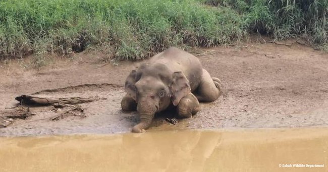 心痛！小象遭狂轟70槍 象牙被鋸殘屍棄湖 | 華視新聞