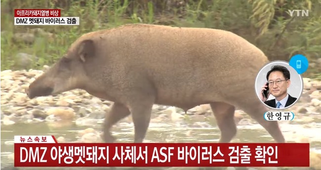 南北韓非軍事區豬屍確診非洲豬瘟 發現野豬即射殺 | 華視新聞