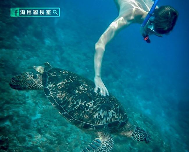 小琉球外籍遊客「摸海龜合影」觸法 最高罰30萬！ | 華視新聞