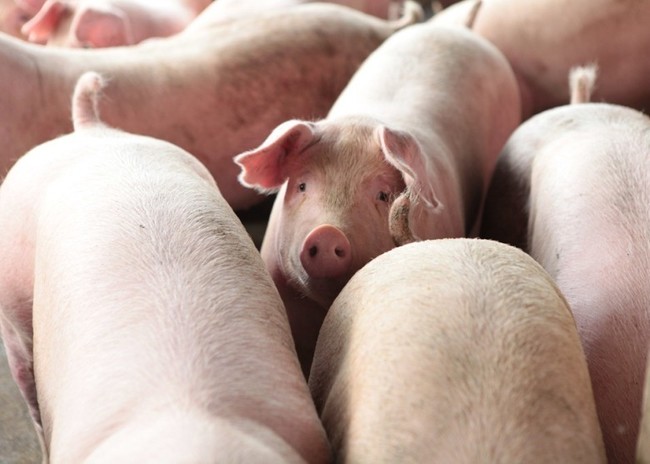 非洲豬瘟影響豬肉價格 中國人被迫改變飲食習慣 | 華視新聞