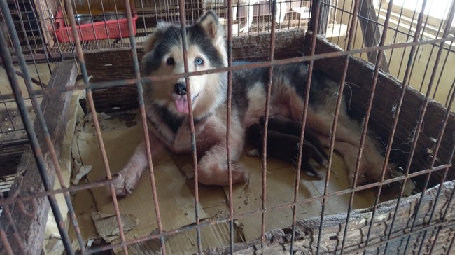 雲林破獲非法繁殖場 226隻犬貓開放民眾認養 | 華視新聞
