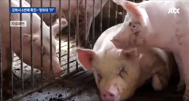 南韓爆非洲豬瘟！民眾拒吃豬...豬肉價慘跌近4成 | 華視新聞