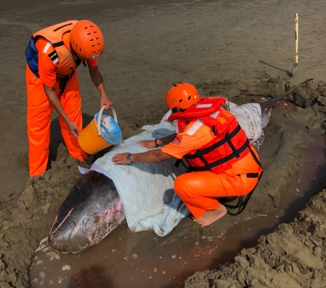 鯨豚擱淺全身傷 搶救仍不幸死亡將解剖 | 華視新聞