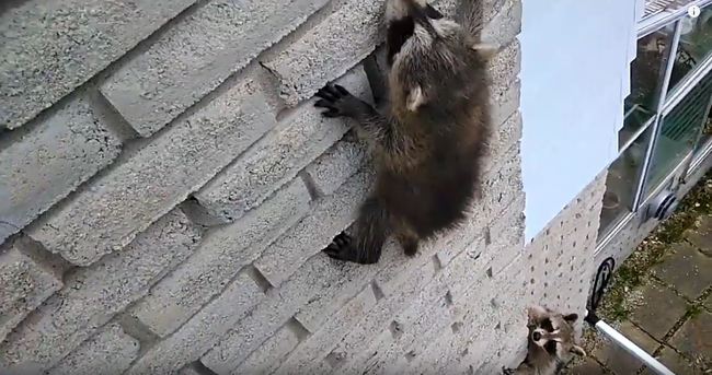 【影】萌翻了！調皮小浣熊卡牆下不來 媽媽著急救援 | 華視新聞