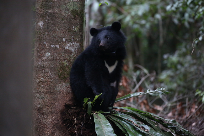 台灣首部生態電影《黑熊來了》 陳綺貞幫配旁白 | 華視新聞