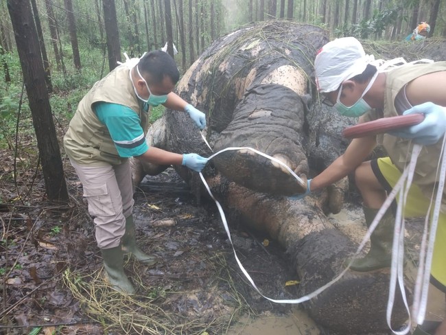 印尼蘇門答臘象遭斬首 全球僅存不到2000頭 | 華視新聞