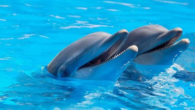 海豚發瘋！10歲女童共游被咬到瘀青流血 | 華視新聞