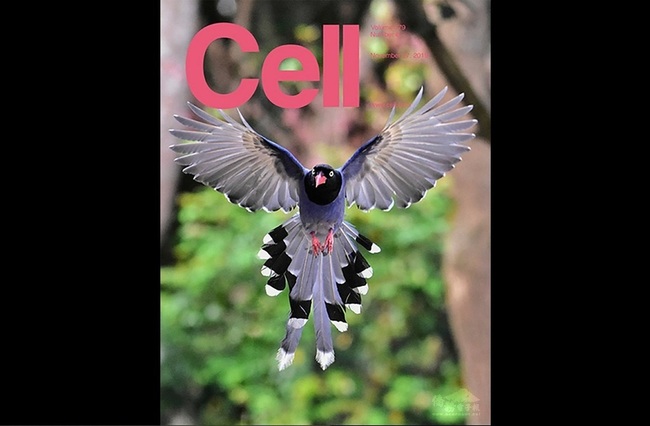 台灣藍鵲躍上細胞期刊封面 台灣展科學實力 | 華視新聞