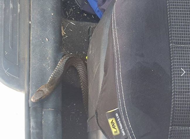 與蛇同行！澳洲母子開車返家 赫見劇毒蛇纏繞座椅 | 華視新聞