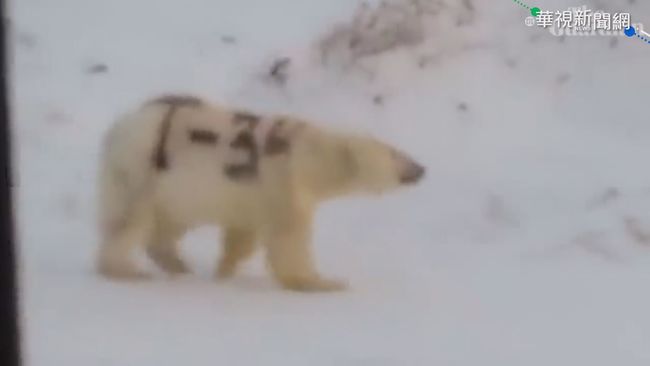 北極熊身上遭噴T-34 學者憂難生存 | 華視新聞