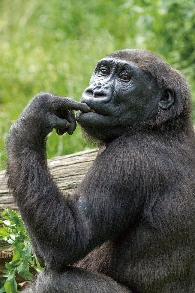 猩猩辦婚禮！ 北市動物園金剛猩猩娶荷蘭老婆 | 華視新聞