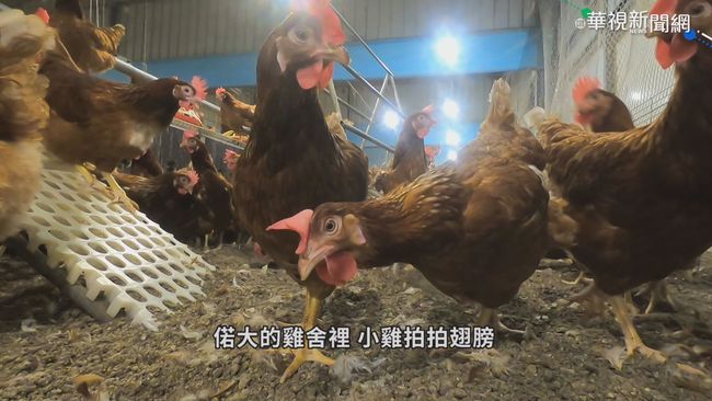 攸關蛋品優劣 「人道飼養」風潮起 | 華視新聞