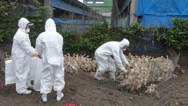 雲嘉南3禽場確診禽流感 撲殺近3萬隻家禽 | 華視新聞