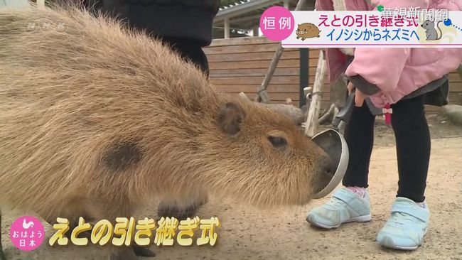 日本生肖交接 山豬交棒水豚迎新年 | 華視新聞