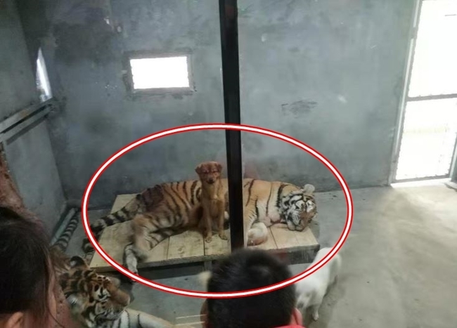虎狗關一起沒出事？中國動物園：牠們一起長大的 | 華視新聞