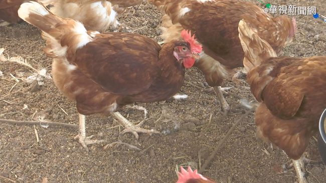 元旦首日爆禽流感疫情！雲林撲殺2萬三千隻雞 | 華視新聞