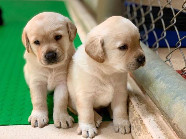 幫助緝毒幼犬社會化 海關公開徵求「寄養家庭」 | 華視新聞