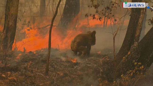 澳洲野火燒不盡 重創無尾熊族群 | 華視新聞