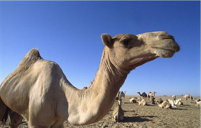 水資源不足！澳洲射殺萬頭駱駝避免搶水 | 華視新聞