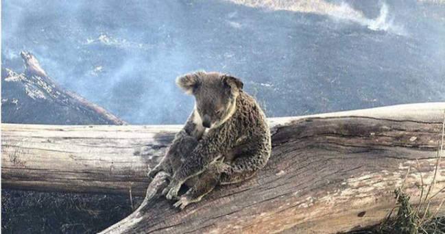 【影】澳洲野火破壞棲息地 專家：無尾熊恐滅絕 | 華視新聞