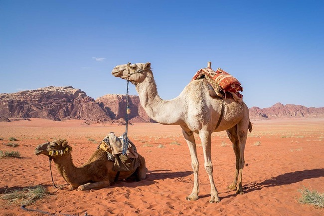 駱駝與人爭水 澳洲政府計畫撲殺1萬隻 | 華視新聞