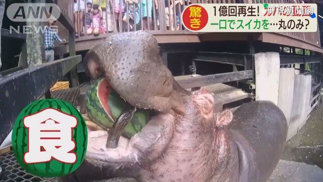日本河馬吃西瓜影片 上億人次收看 | 華視新聞