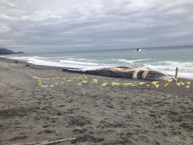 大年初一長濱發現巨大鯨魚屍體 專家：可能是藍鯨 | 華視新聞