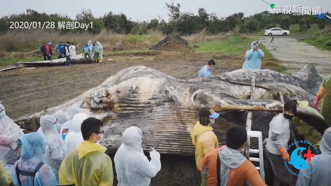 台灣首見藍鯨! 疑遭漁網纏繞擱淺死 | 華視新聞