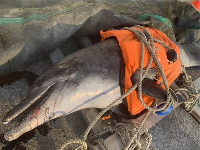 擱淺台中大安海堤 瓶鼻海豚多處傷痕死因待查 | 華視新聞