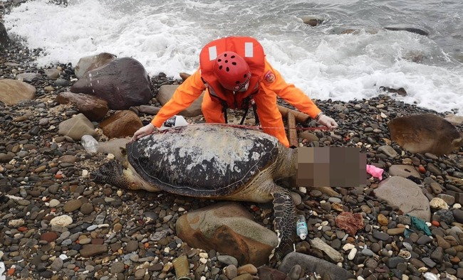 悲！全台海巡一天發現9隻海龜屍 | 華視新聞