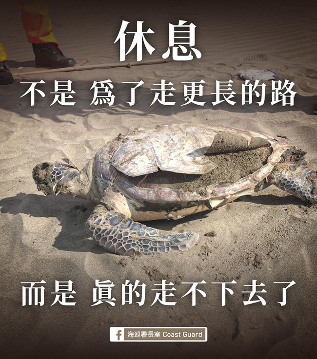 全台整天驚現9海龜屍 學者：恐是「被漁網纏絞」 | 華視新聞