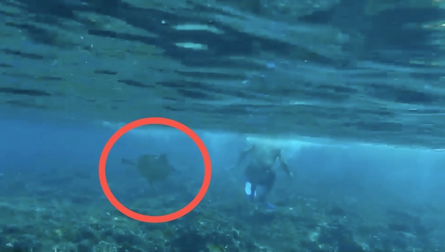 小琉球海龜又被騷擾！潛水客上岸遭逮 | 華視新聞