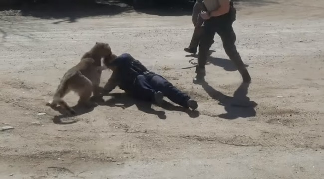 【影】圍捕美洲獅 女警遭撲在地險被咬斷頸 | 華視新聞