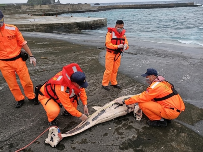 綠島出現小虎鯨屍體 海巡採樣後就地掩埋 | 華視新聞