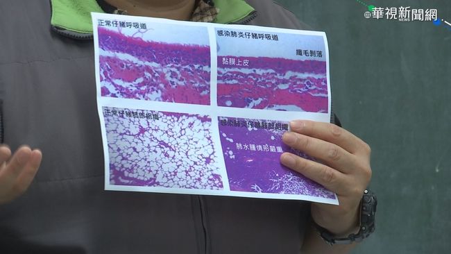 【台語新聞】飼料摻綠原酸 降低豬染肺炎死亡率 | 華視新聞