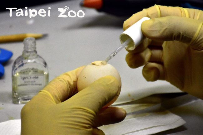動物園超強「補蛋」技術 拯救瀕危龜寶寶 | 華視新聞
