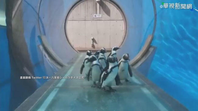 日八景島水族館休館 企鵝散步逛大街 | 華視新聞