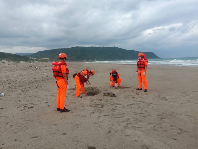 旭海海巡發現2死亡海龜 皆就地掩埋 | 華視新聞